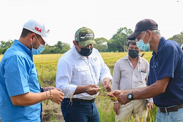 Inspección técnica a productores de arroz en Alanje, Chiriquí, afectados por las fuertes lluvias.