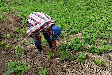 Parcelas de porotos cubiertas por nuestro Seguro Agrícola en Herrera