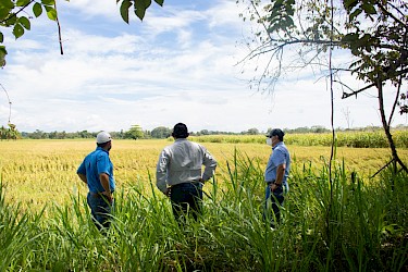 Inspección y seguimiento a parcelas de arroz afectadas por el ETA