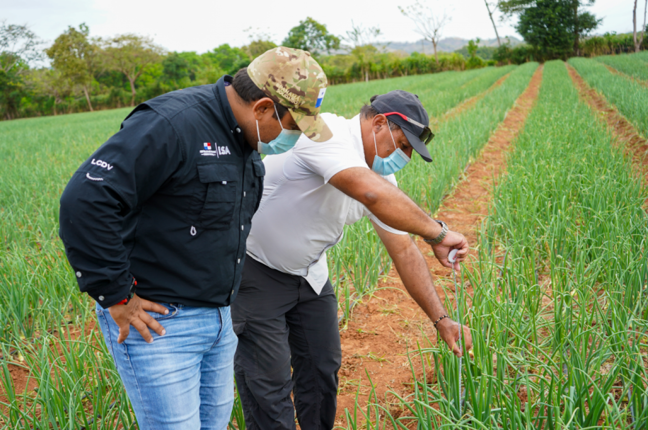 Proyecto de Alta Tecnología en producción de 12 hectáreas de cebolla en Los Santos.