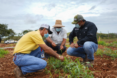 Visitamos producción asegurada de Tomate Industrial en Tres Quebradas de Los Santos.