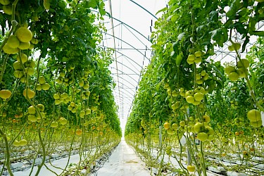 Visita a la empresa Janson Farms en Volcán - Chiriquí, para realizar evaluación técnica de infraestructura para la adquisición de nuestro seguro complementario.