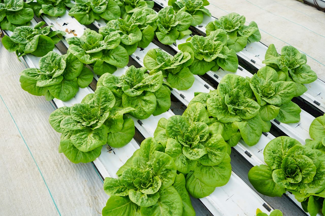 Visita a proyecto de lechugas con método de cultivo hidropónico en Cerro Punta.