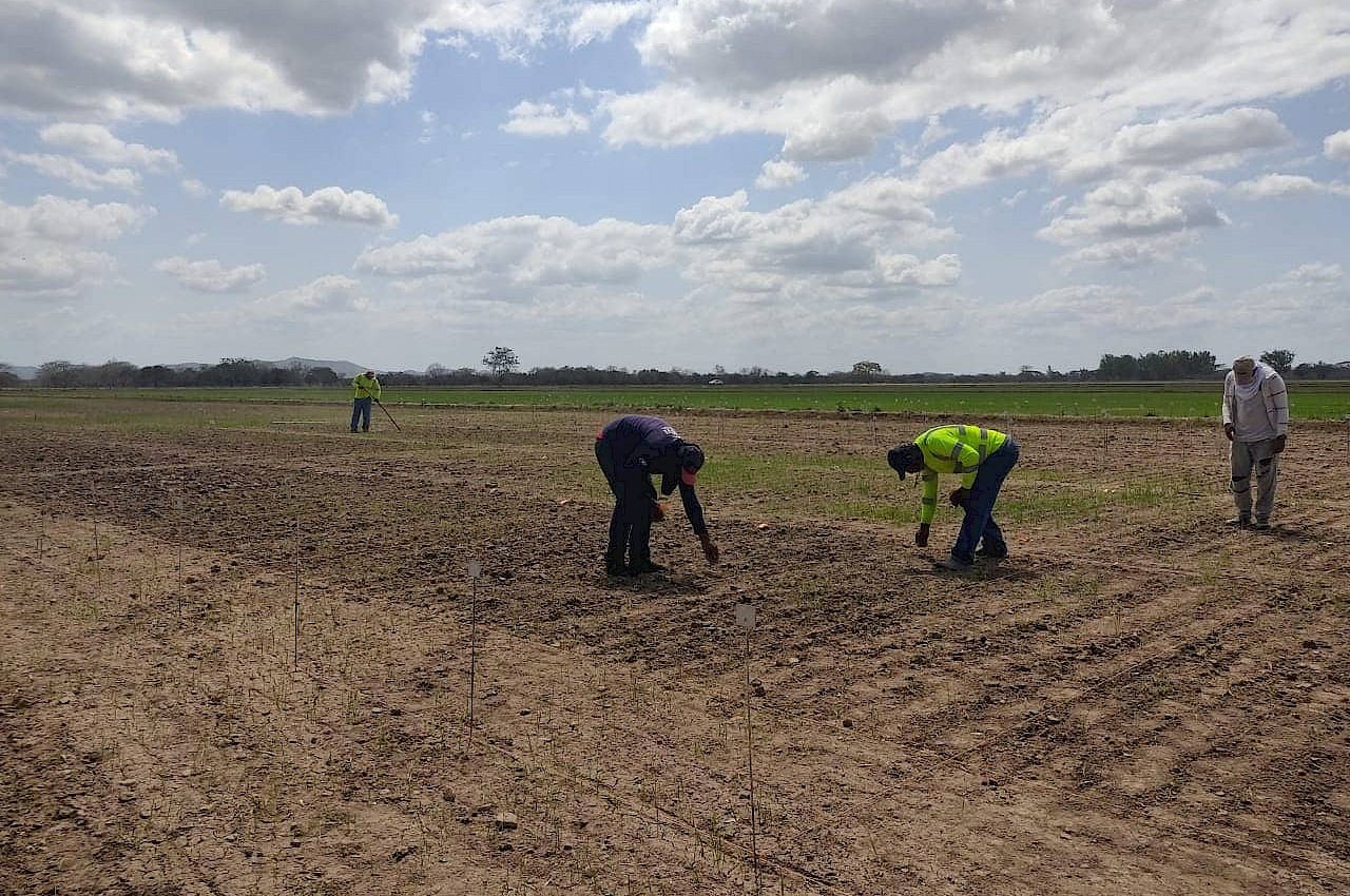 Producción de 58 hectáreas de semillas de arroz cubiertas por nuestro Seguro Agrícola.