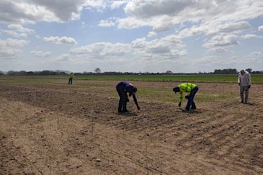 Producción de 58 hectáreas de semillas de arroz cubiertas por nuestro Seguro Agrícola.