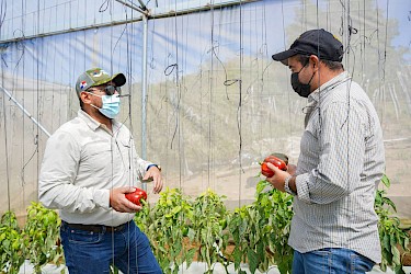 Pago de Indemnización a productor Chiricano dedicado al cultivo de pimentones.