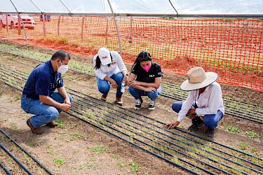 Innovador proyecto de cultivo de cebollas en Veraguas.