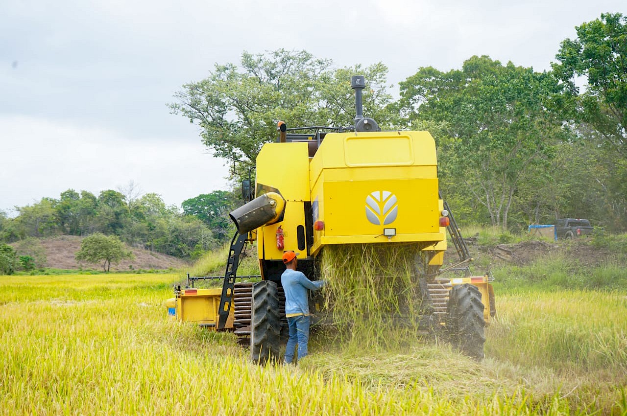 Primera cosecha de 3 hectáreas de arroz bajo riego cubierto con nuestro Seguro Agrícola en Chepo.