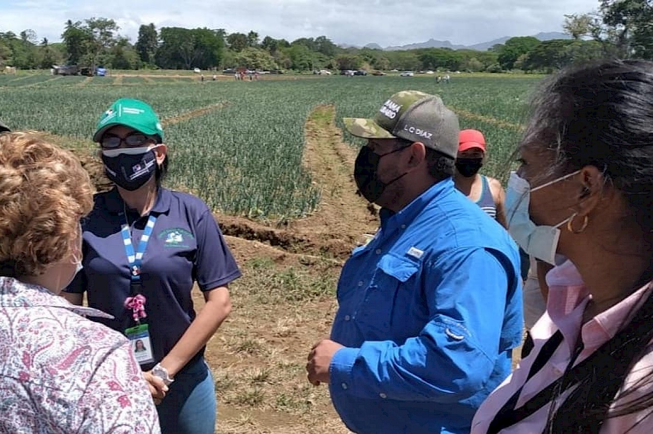 Visita a finca de productores de cebolla, afectados por las fuertes lluvias en Natá.