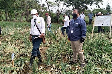 Gira técnica con el IDIAP, "Evaluación de Cultivares de Cebolla de Tierras Bajas".