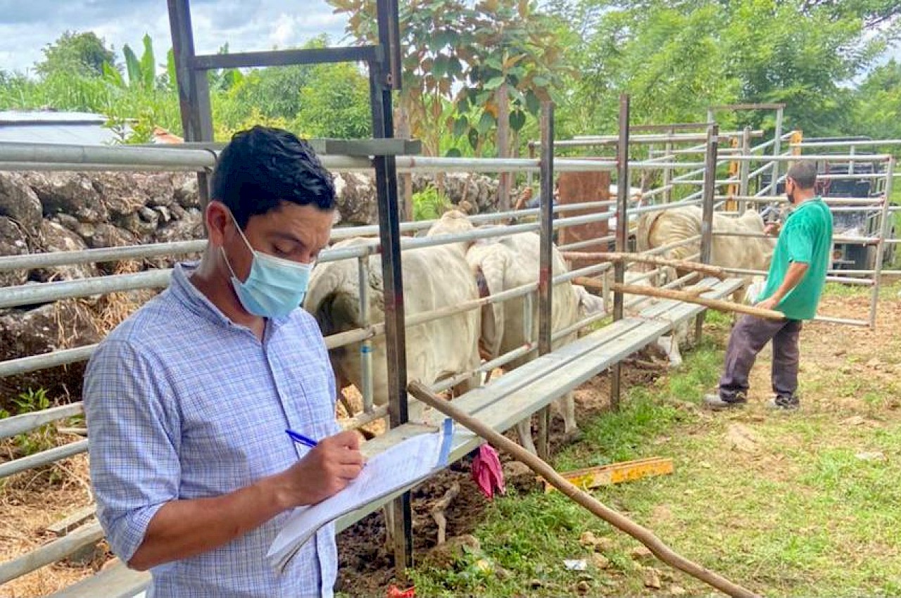 Animales cubierto con nuestro Seguro Pecuario en Dolega, Chiriquí.