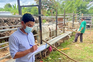 Animales cubierto con nuestro Seguro Pecuario en Dolega, Chiriquí.