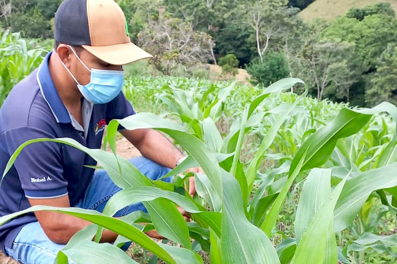 25 hectáreas de maíz, son cubiertas con nuestro Seguro Agrícola en Macaracas de Los Santos.