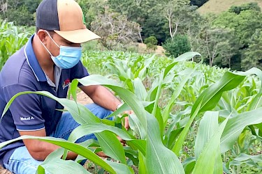 25 hectáreas de maíz, son cubiertas con nuestro Seguro Agrícola en Macaracas de Los Santos.