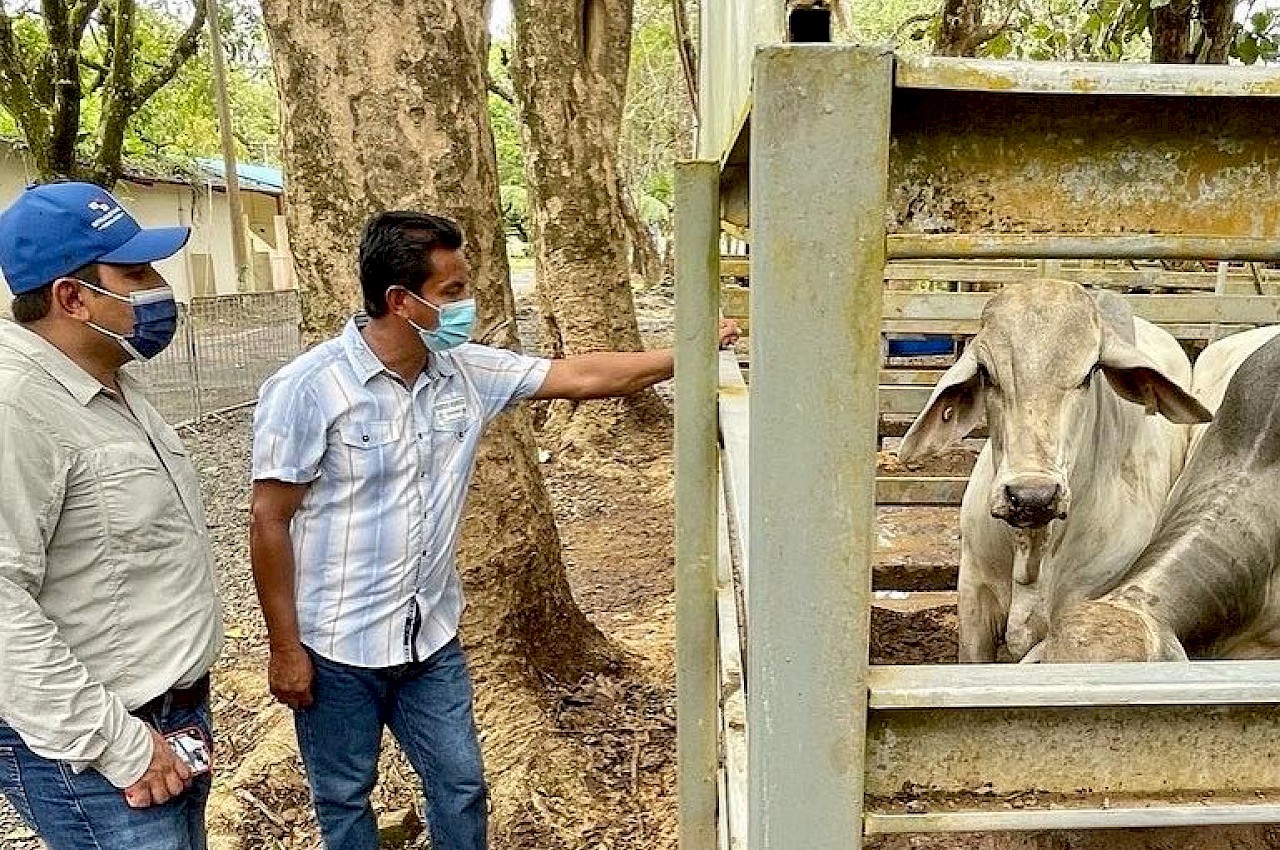 Entrega de Sementales de Alta Genética a pequeños productores de Veraguas.