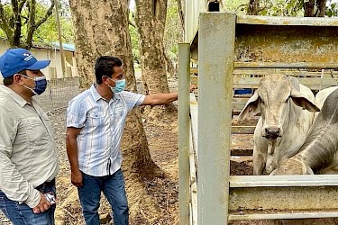 Entrega de Sementales de Alta Genética a pequeños productores de Veraguas.