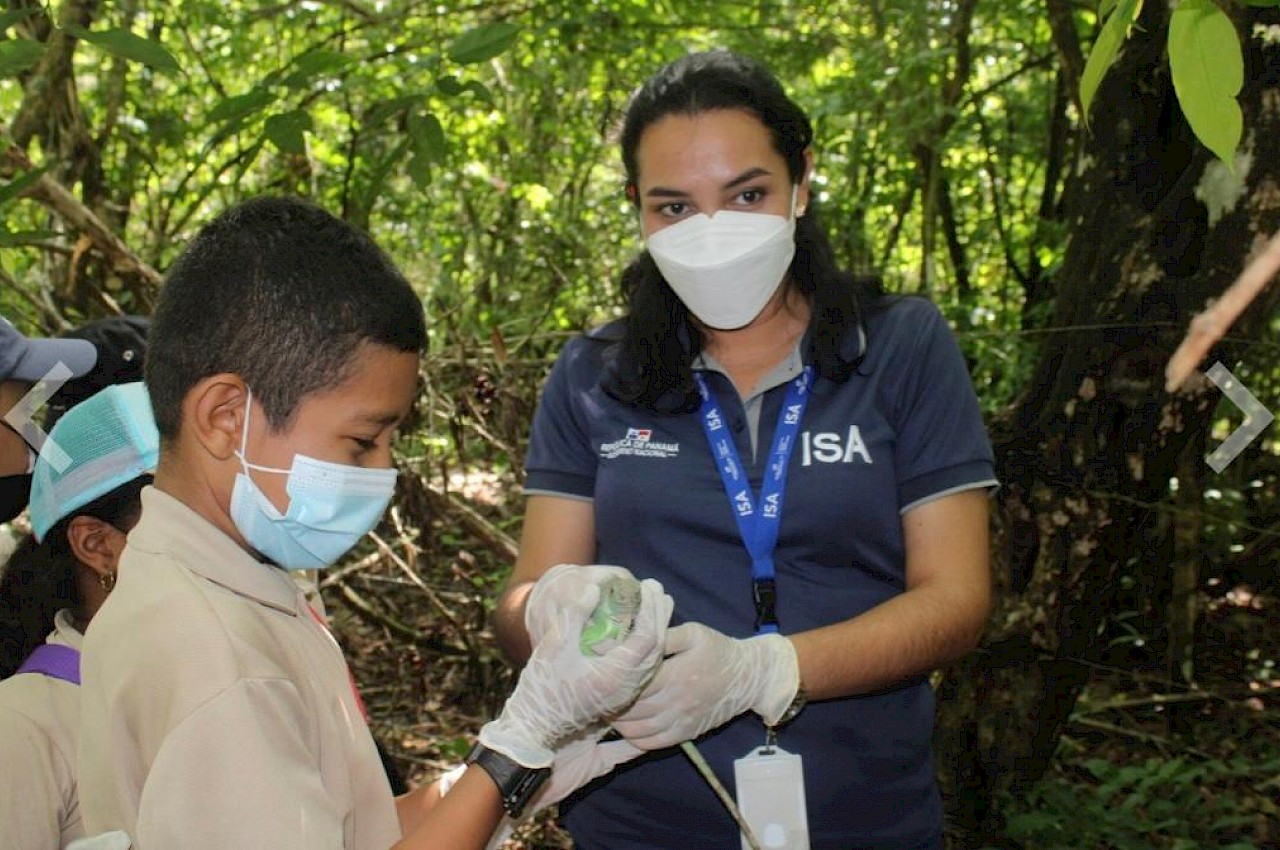 Junto al Ministerio de Ambiente, participamos en la liberación de 50 iguanas en la provincia de Veraguas.