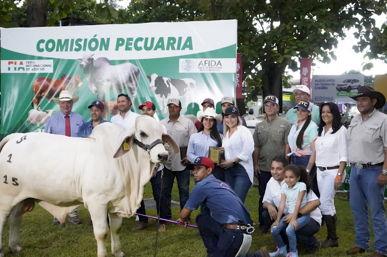 Juzgamiento de ganado Brahman macho en la Feria Internacional de Azuero