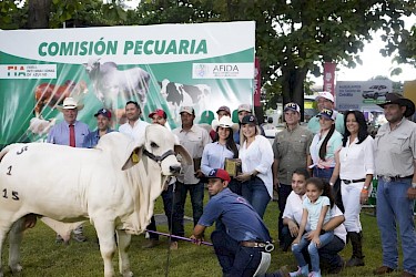 Juzgamiento de ganado Brahman macho en la Feria Internacional de Azuero