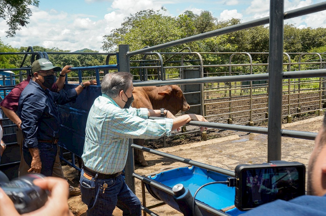 Entrega de sementales a productores en la provincia de Herrera.