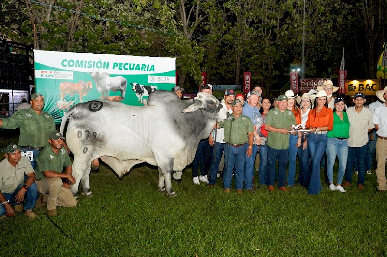 Juzgamiento Brahman Machos en la Feria Internacional de Azuero 2023.