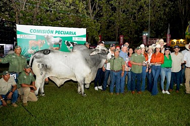 Juzgamiento Brahman Machos en la Feria Internacional de Azuero 2023.