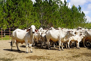 Compromiso con el sector ganadero en Darién.