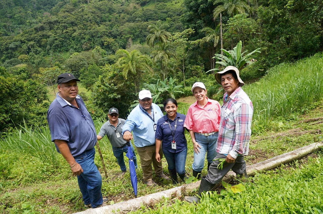 Culantro capireño avanza con apoyo del ISA