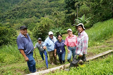Culantro capireño avanza con apoyo del ISA