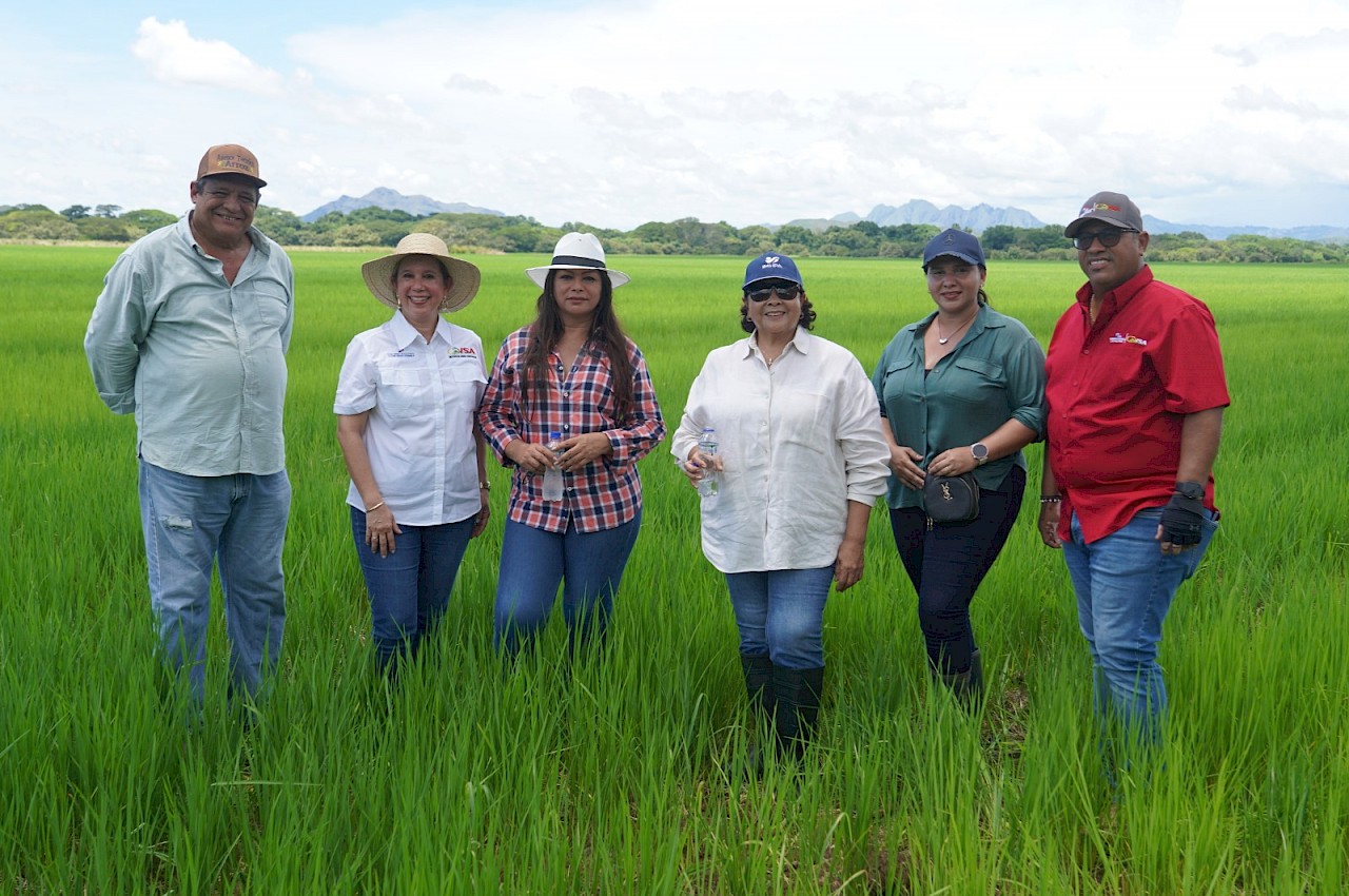 Finca productora de arroz de Coclé es recorrida por el ISA.