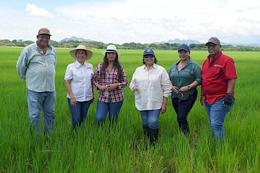 Finca productora de arroz de Coclé es recorrida por el ISA.