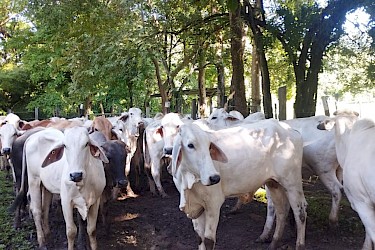 ISA ejecuta plan piloto en Chame para enfrentar hurto pecuario