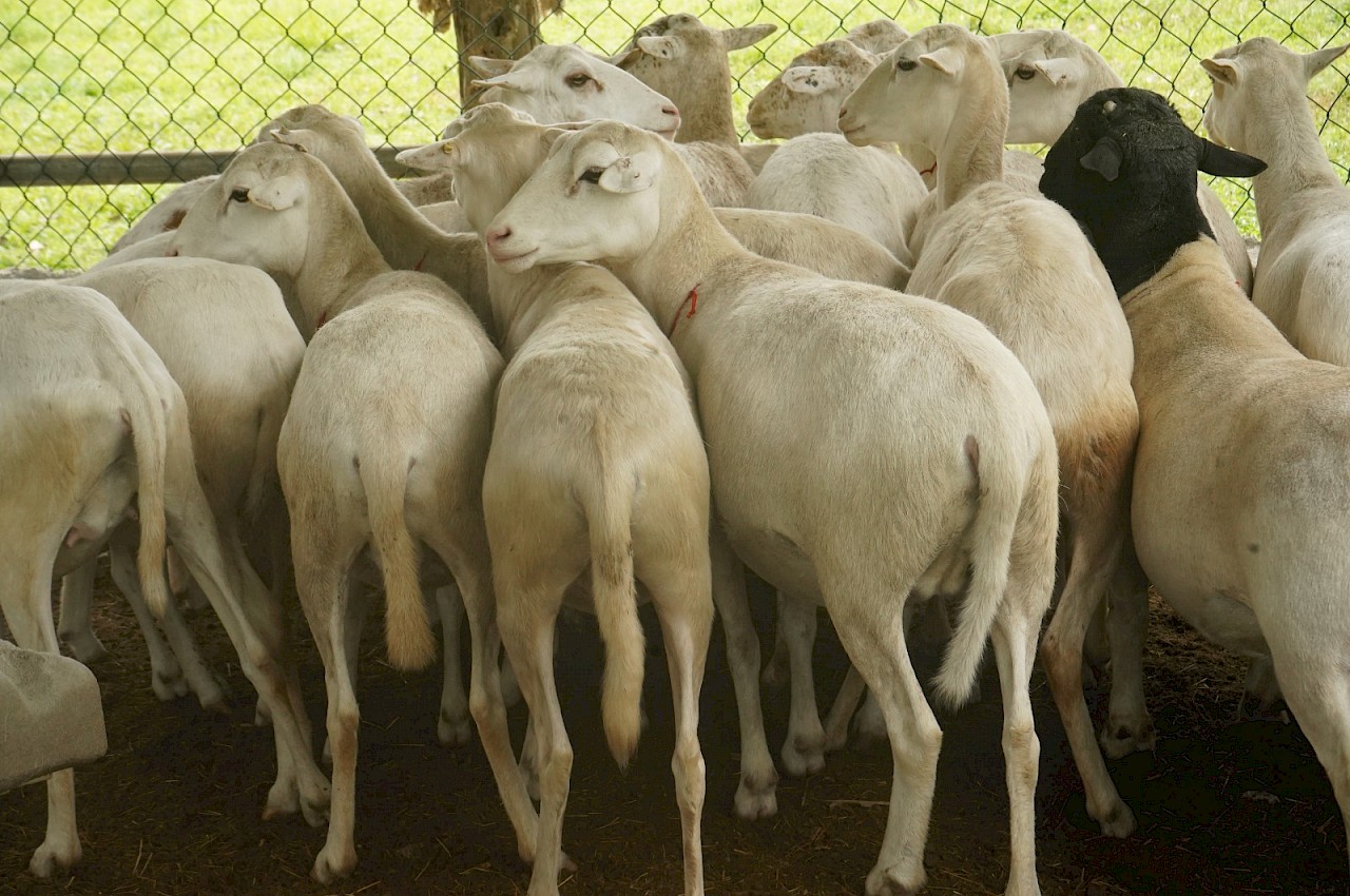 Finca de producción ovina de Chilibre asegura su inversión con el ISA.