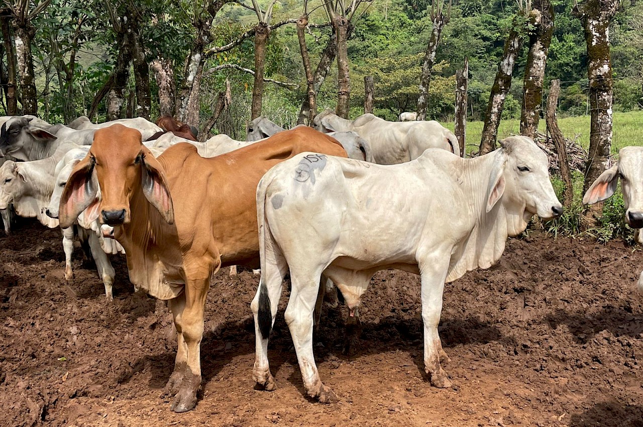 ISA asegura 33 terneros de ceba en Mariato.