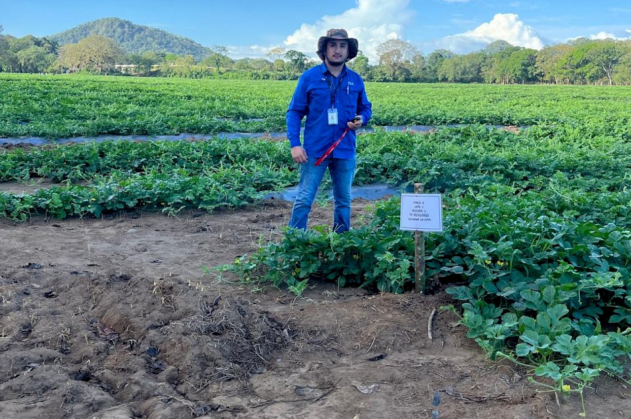 Productor de Veraguas asegura 20 hectáreas de sandía con el ISA.
