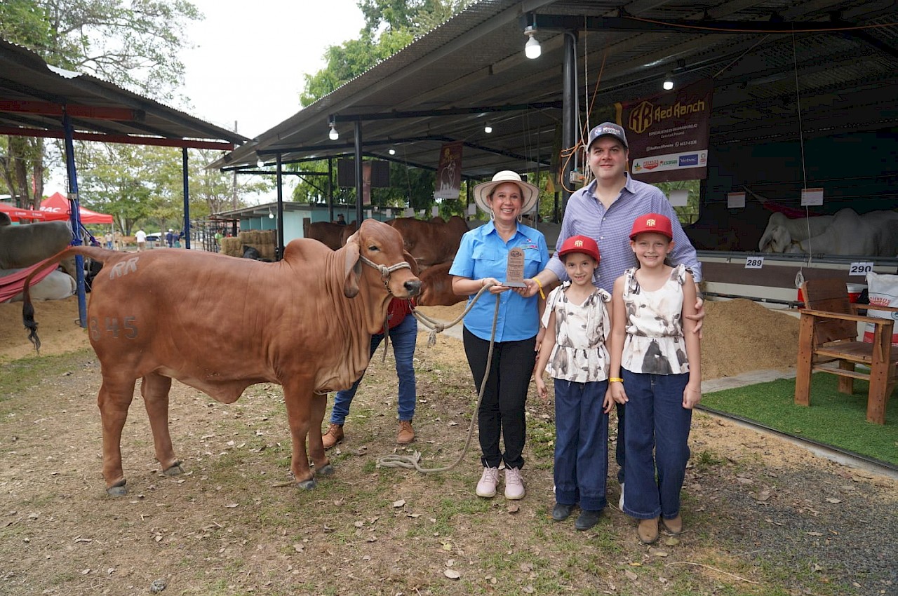 ISA obtiene Gran Campeón Becerra en Juzgamiento Brahman en Ocú.
