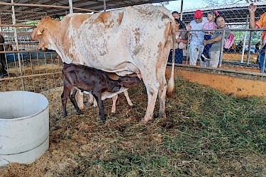 ISA entrega premio a productor que ganó concurso de ordeño en Feria de La Chorrera.
