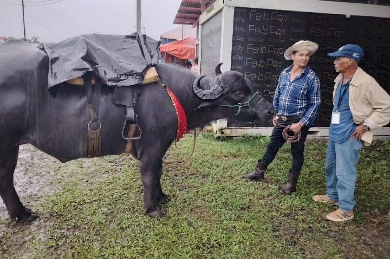 ISA impulsa aseguramiento pecuario en la IV Feria Nacional del Búfalo en Coclesito.