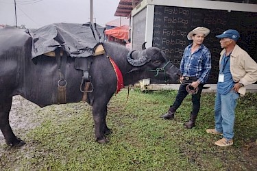 ISA impulsa aseguramiento pecuario en la IV Feria Nacional del Búfalo en Coclesito.