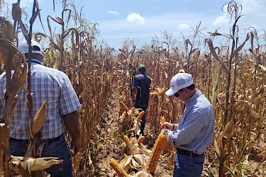 Cultivos de maíz afectados por exceso de lluvias en Los Santos reciben inspección para ser indemnizadas por el ISA.