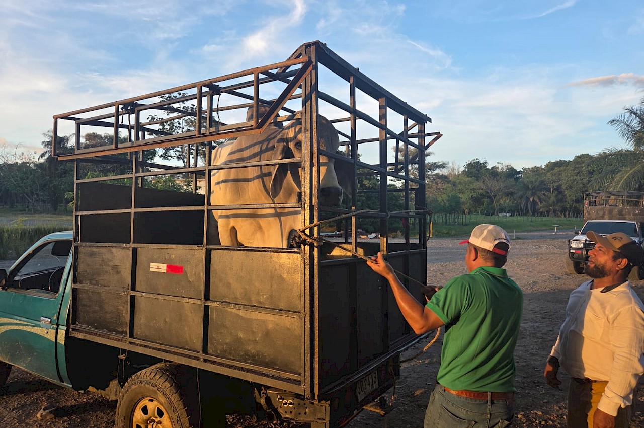 Productores aseguran con el ISA durante Subasta de Razas 2026.