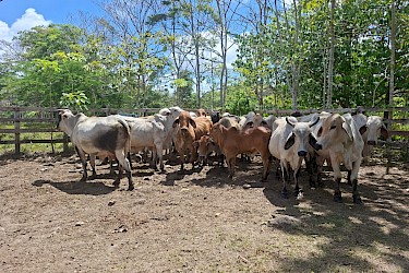 Tres fincas ganaderas darienitas se aseguran con el ISA.