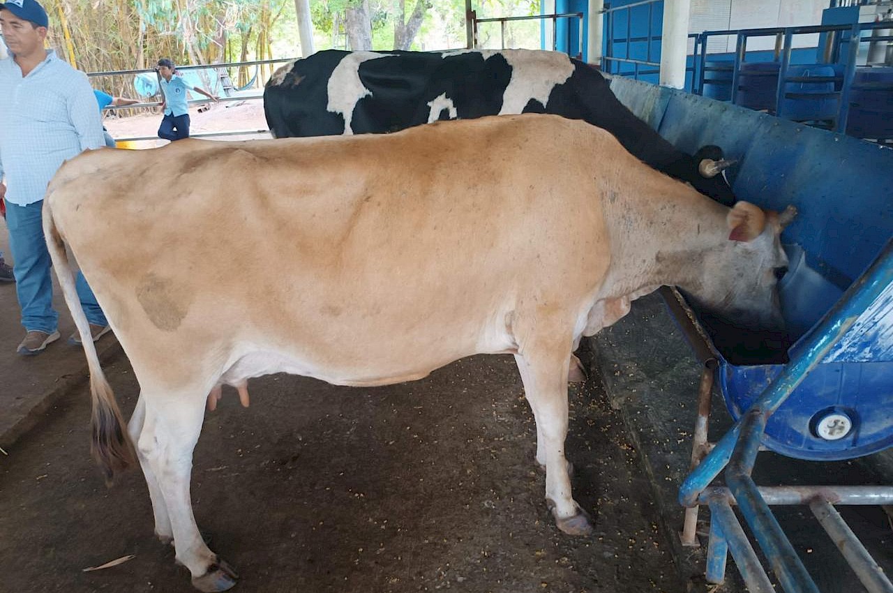94 vacas lecheras aseguradas con el ISA.