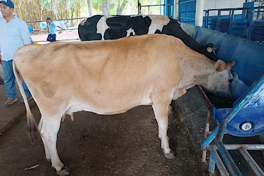 94 vacas lecheras aseguradas con el ISA.