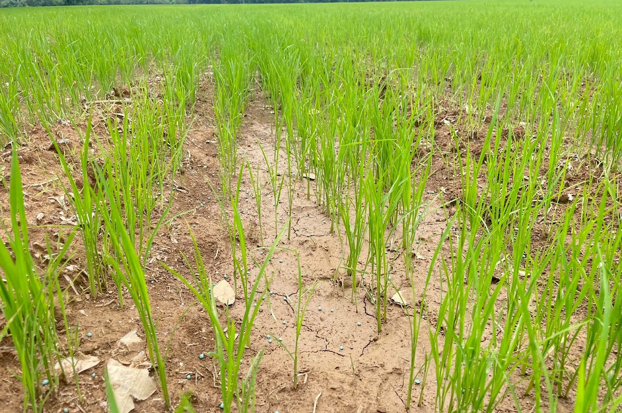 Más de 25 hectáreas de arroz fueron aseguradas con el ISA en Mariato.