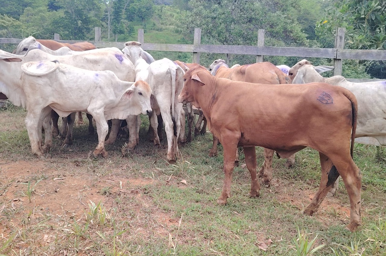 Productor asegura vientres de carne y 1 semental con el ISA en Colón.