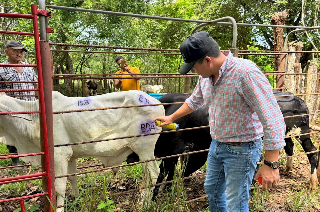 140 novillos aseguradas con el ISA en dos fincas de Aguadulce.
