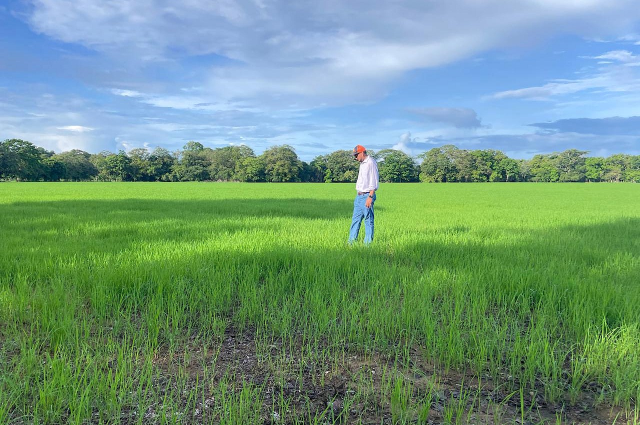 Productor veragüense asegura 30 hectáreas de arroz con el ISA.