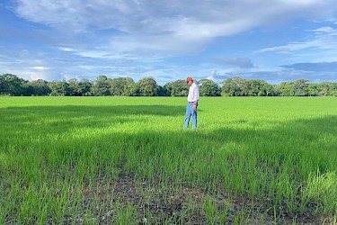 Productor veragüense asegura 30 hectáreas de arroz con el ISA.