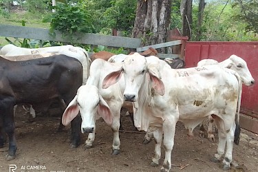 Productor asegura 39 animales de ceba con el ISA